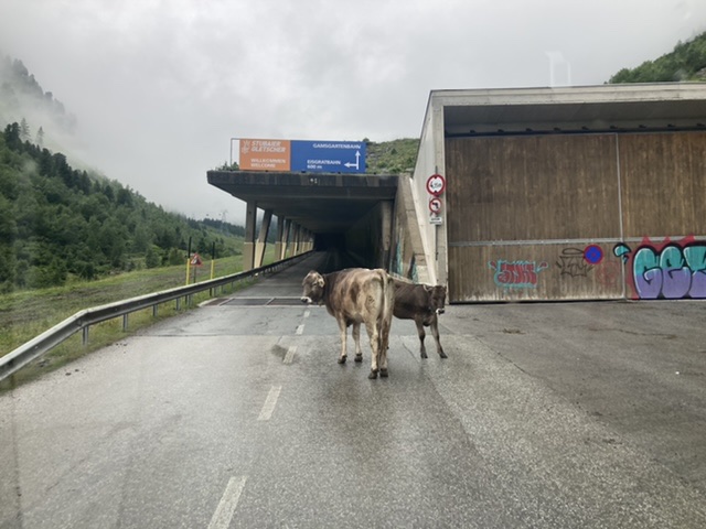 行く手に牛が道路を占領！