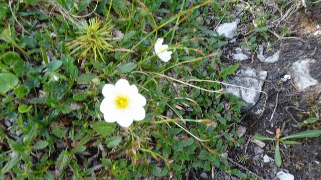 DSC00781